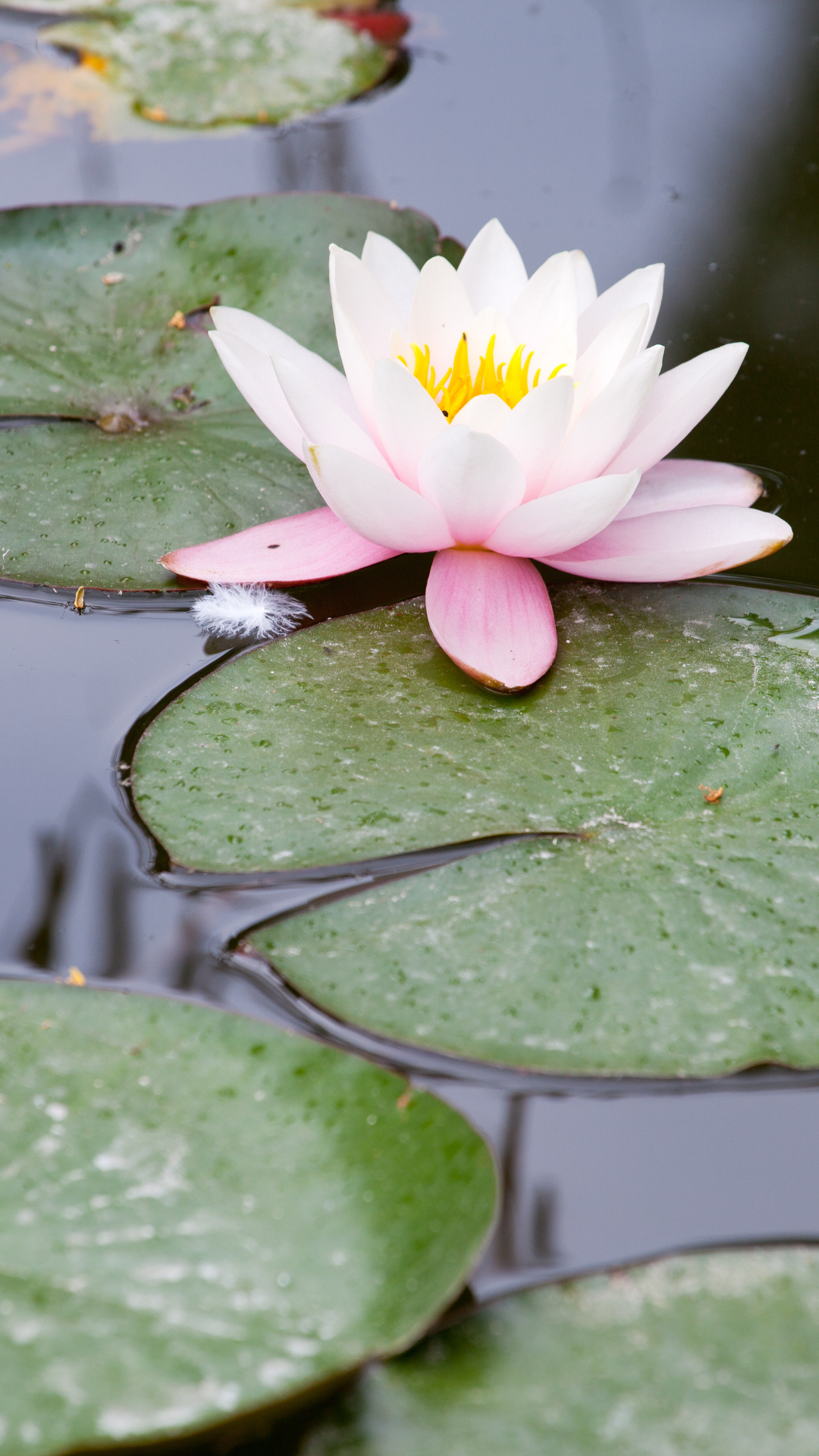 Une fleur de lotus, symbole de détente
